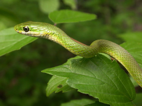 Florida Green Snake For Sale, Florida Green Snake For Sale Near Me,